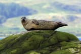 Harbor Seal (Phoca vitulina)