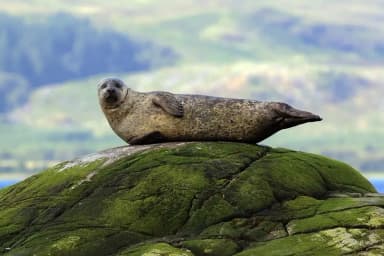Harbor Seal (Phoca vitulina)