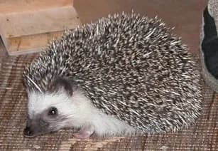 Hedgehog (Atelerix albiventris)