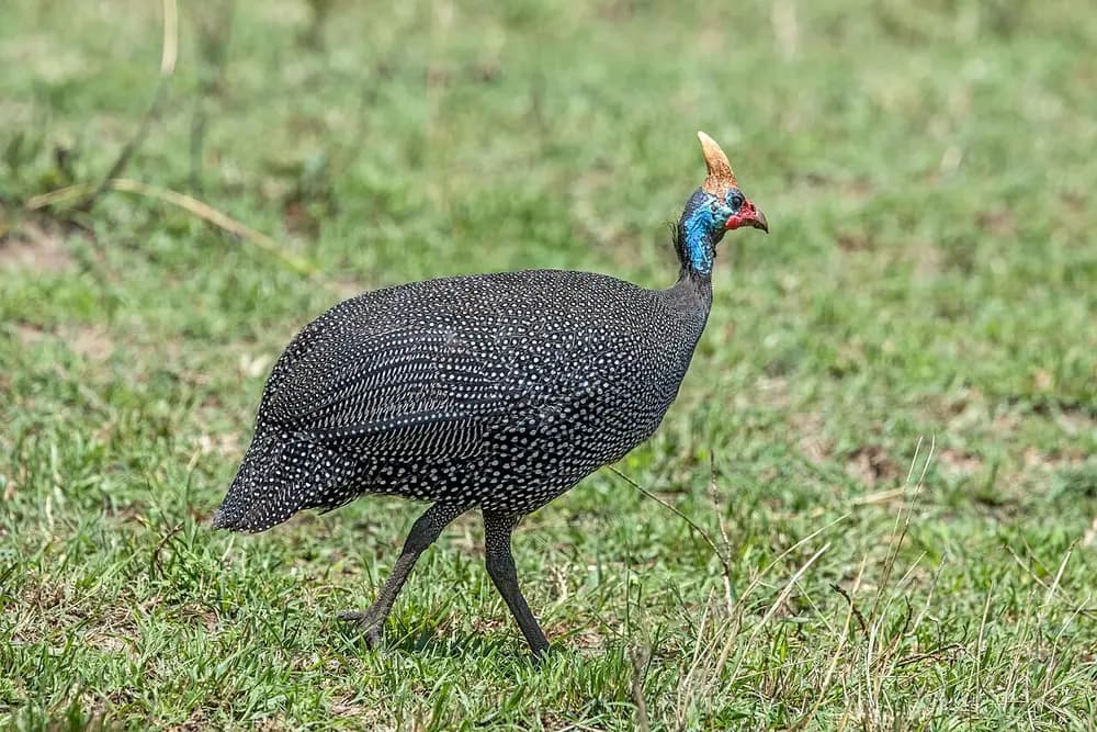 Helmeted Guineafowl