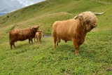 Highland Cattle (Bos taurus)