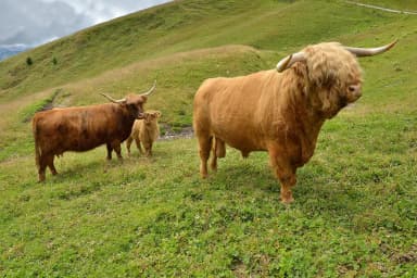 Highland Cattle (Bos taurus)