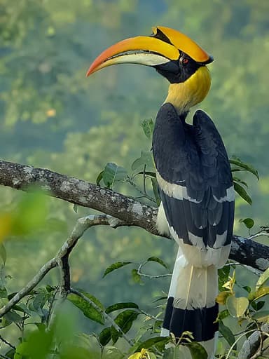 Hornbill (Bucerotidae)