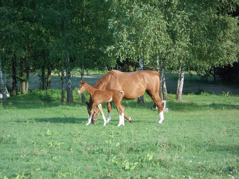 Horse (Equus caballus)