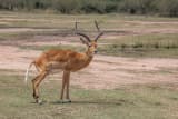 Impala (Aepyceros melampus)