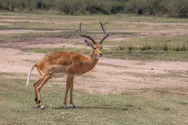 Impala (Aepyceros melampus)