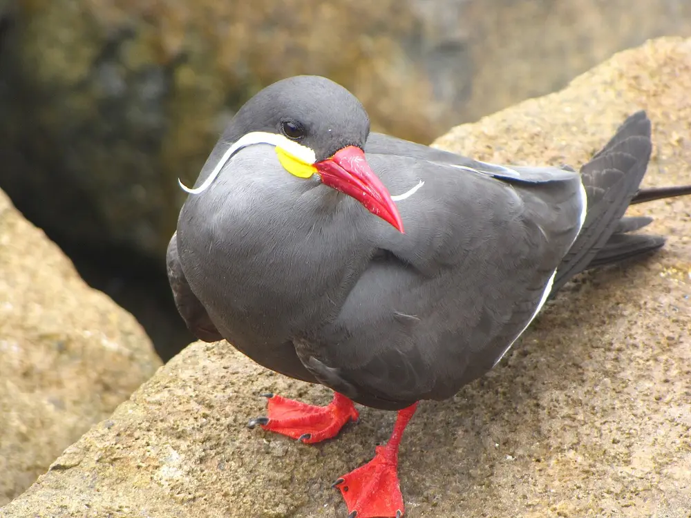 Inca Tern