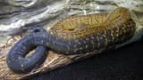 Jamaican Boa (Chilabothrus subflavus)
