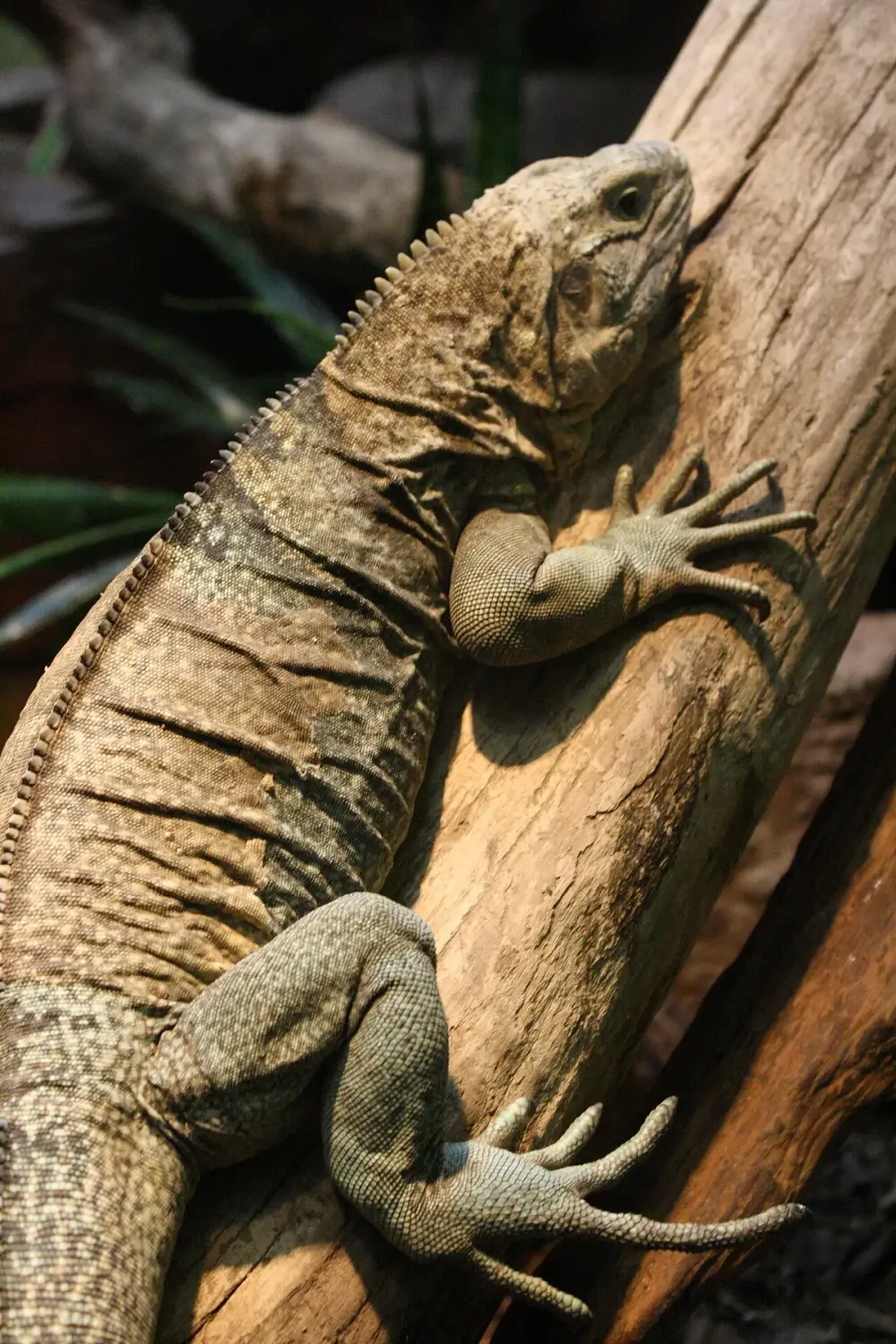 Jamaican Iguana