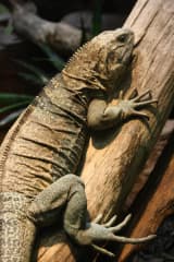 Jamaican Iguana (Cyclura collei)