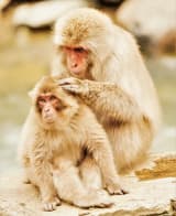 Japanese Macaque (Macaca fuscata)