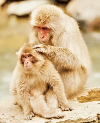 Japanese Macaque (Macaca fuscata)