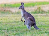Kangaroo (Macropus)
