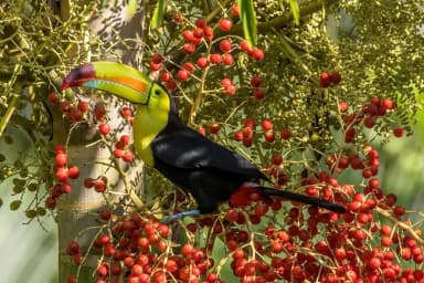 Keel-billed Toucan (Ramphastos sulfuratus)