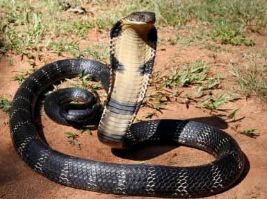 King Cobra (Ophiophagus hannah)