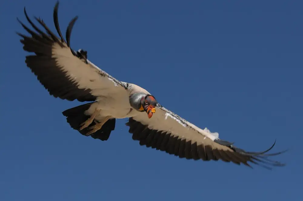 King Vulture