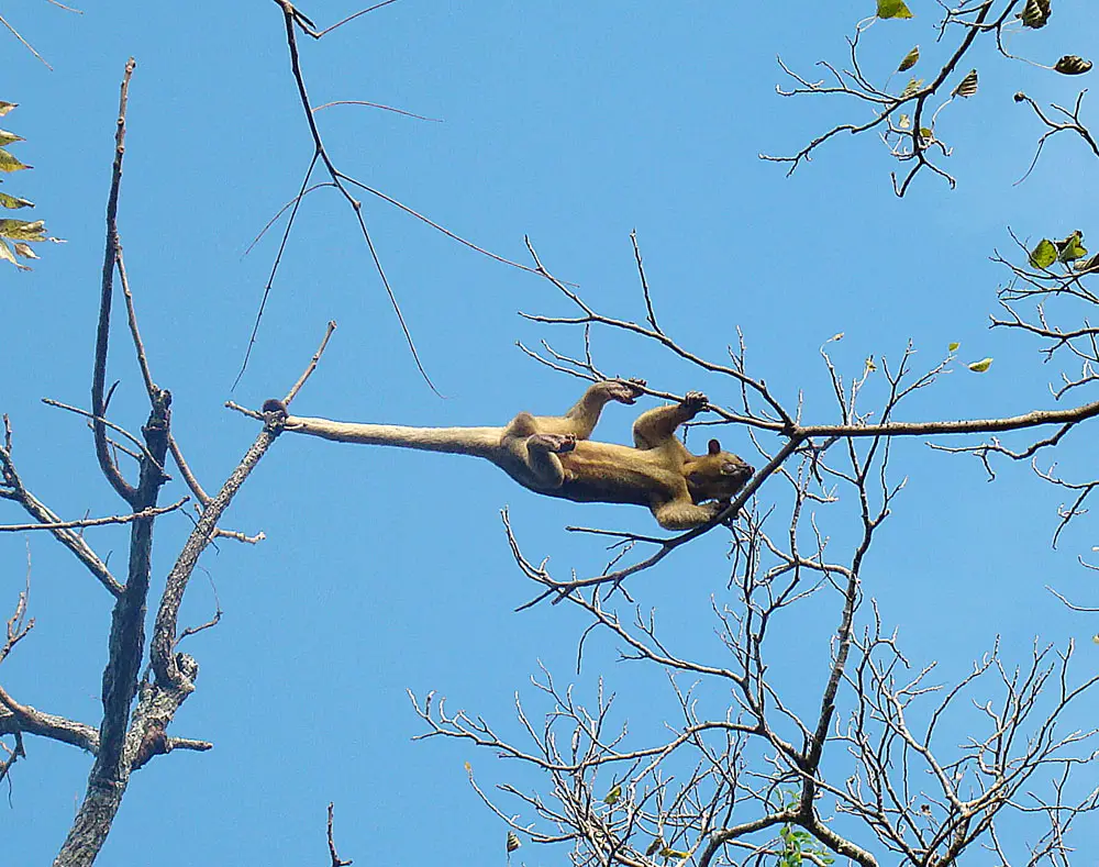 Kinkajou