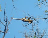 Kinkajou (Potos flavus)