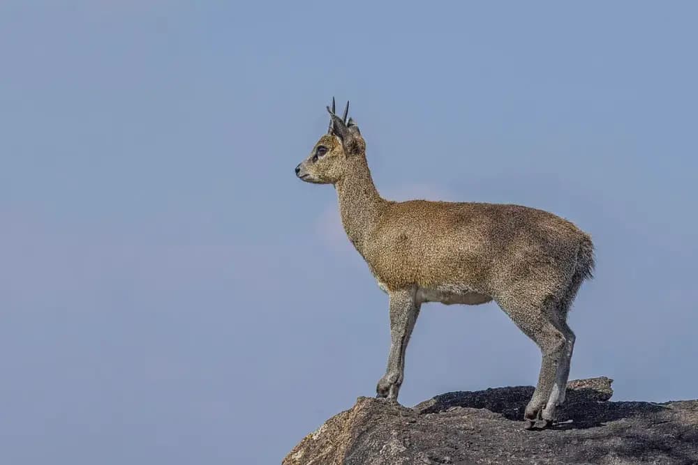 Klipspringer