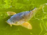 Koi (Cyprinus rubrofuscus)