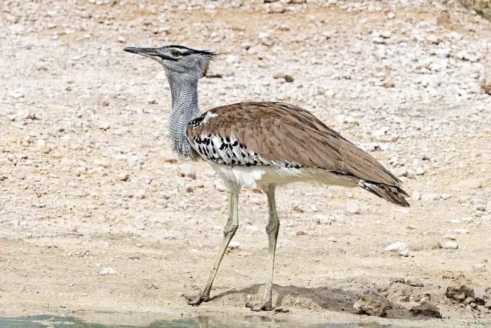 Kori Bustard