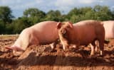 Kunekune Pig (Sus scrofa domesticus)