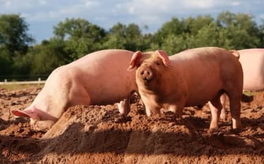 Kunekune Pig (Sus scrofa domesticus)