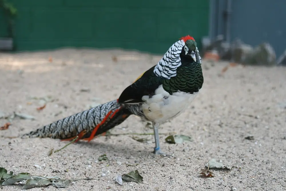 Lady Amherst's Pheasant