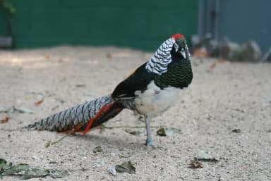 Lady Amherst's Pheasant (Chrysolophus amherstiae)