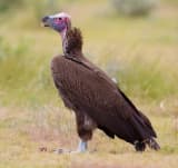 Lappet-faced Vulture (Torgos tracheliotos)