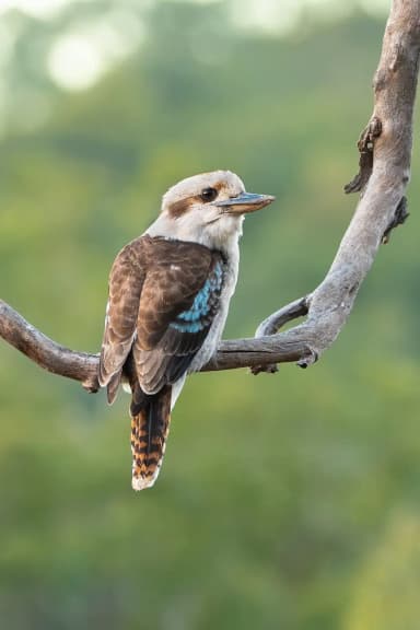 Laughing Kookaburra (Dacelo novaeguineae)
