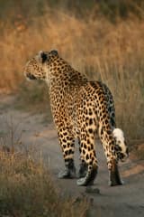 Leopard (Panthera pardus)