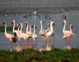 Lesser Flamingo (Phoeniconaias minor)