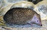Lesser Hedgehog Tenrec (Echinops telfairi)