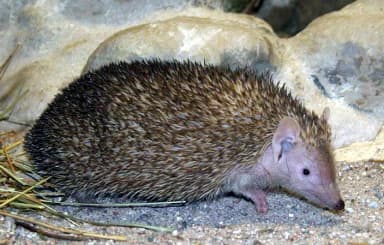 Lesser Hedgehog Tenrec (Echinops telfairi)