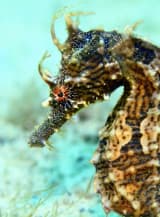 Lined Seahorse (Hippocampus erectus)