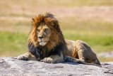 Lion (Panthera leo)