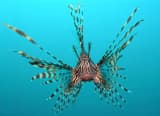 Lionfish (Pterois volitans)