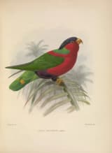 Lorikeet (Trichoglossus sp.)