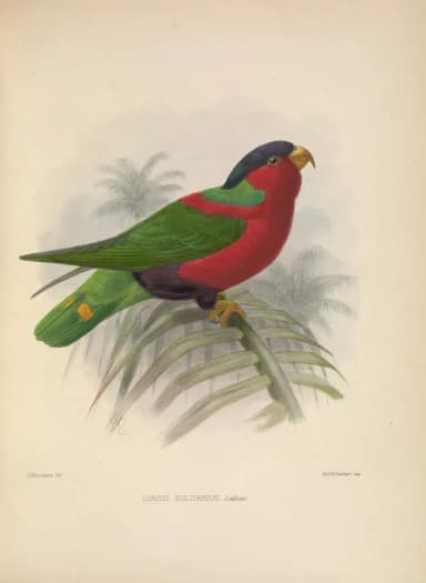 Lorikeet (Trichoglossus sp.)