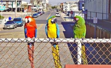 Macaw (Ara sp.)