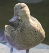 Madagascar Teal (Anas bernieri)