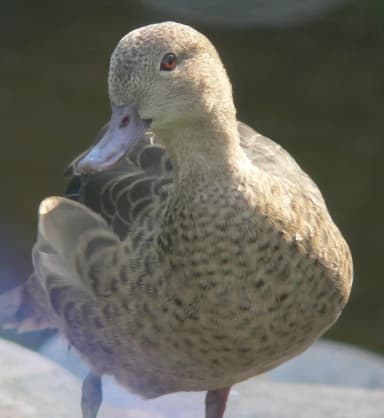 Madagascar Teal (Anas bernieri)
