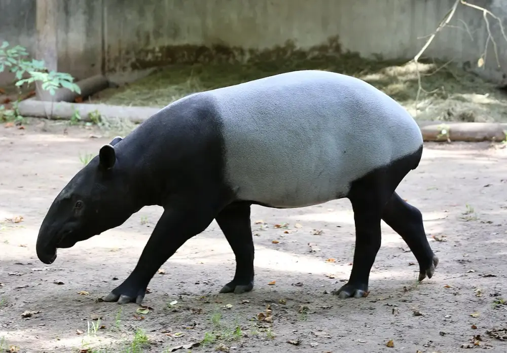 Malayan Tapir (Tapirus indicus)