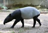 Malayan Tapir (Tapirus indicus)