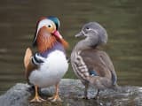Mandarin Duck (Aix galericulata)
