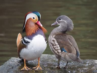 Mandarin Duck (Aix galericulata)