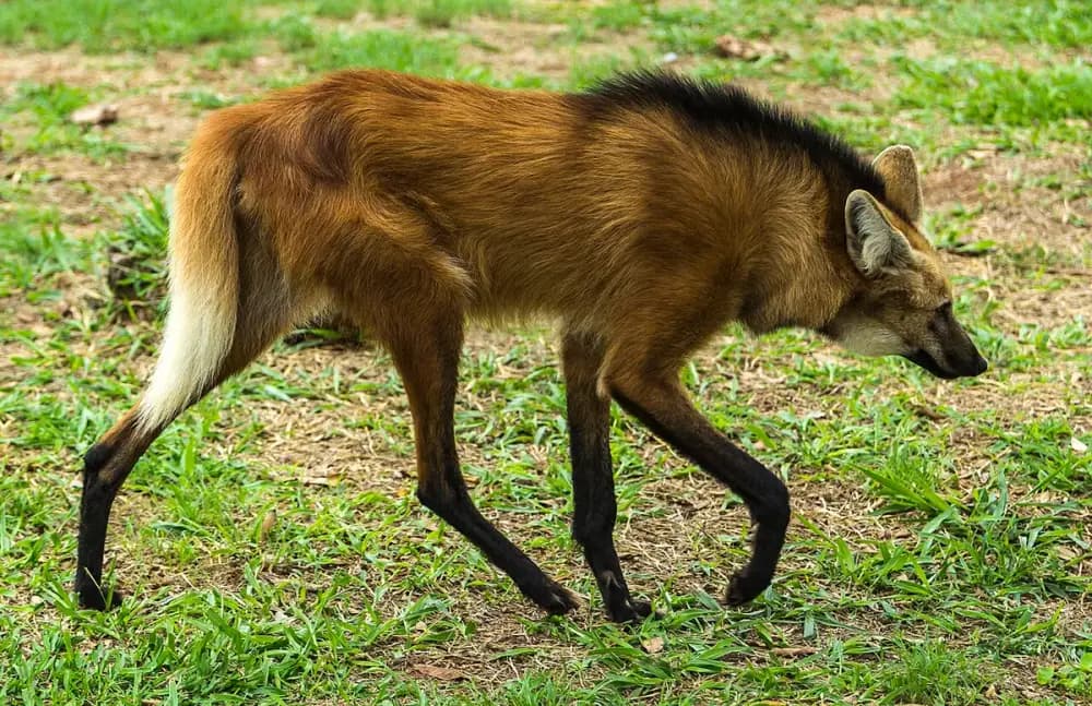 Maned Wolf