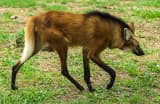Maned Wolf (Chrysocyon brachyurus)