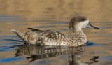Marbled Teal (Marmaronetta angustirostris)